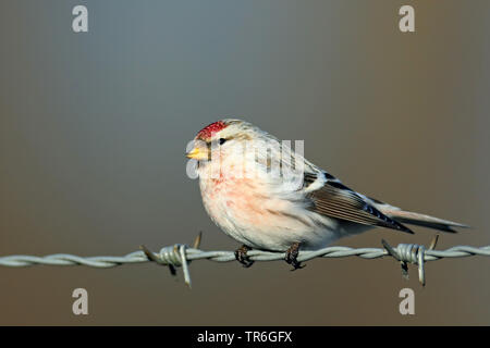 Sizerin blanchâtre de l'Arctique, le sizerin blanchâtre (Carduelis hornemanni), assis sur Barb Wire, Pays-Bas, Gueldre Banque D'Images