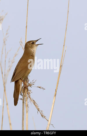 Savi's Warbler (Locustella luscinioides), assis sur reed, chant, Pays-Bas, Frise Banque D'Images