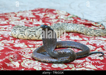 Charmant serpent, Maroc, Taroudant Banque D'Images