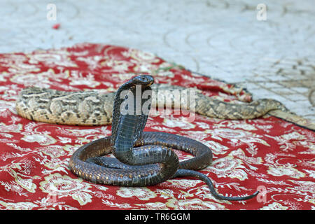 Charmant serpent, Maroc, Taroudant Banque D'Images