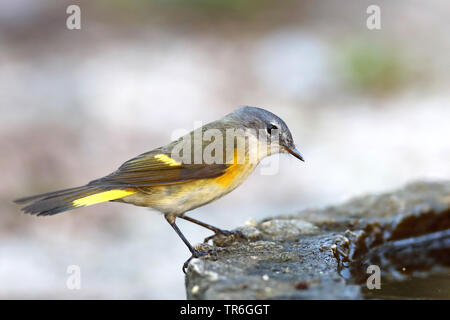 La paruline flamboyante (Setophaga ruticilla), femme dans un abreuvoir, Cuba, Cayo Coco Banque D'Images