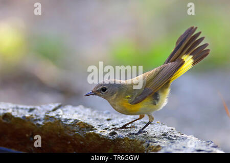 La paruline flamboyante (Setophaga ruticilla), femme dans un abreuvoir, Cuba, Cayo Coco Banque D'Images