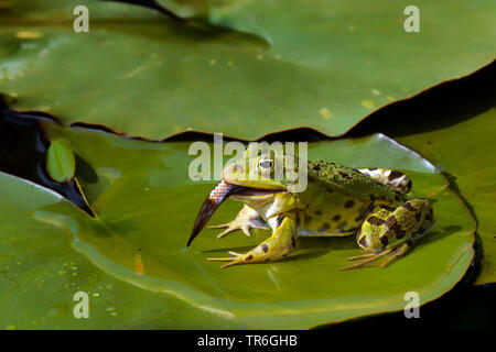 Grenouille comestible européen commun, edible frog (Rana kl. esculenta, Rana esculenta, Pelophylax esculentus), assis sur une feuille dans un étang, il se nourrit de poissons, d'une Allemagne, Rhénanie du Nord-Westphalie Banque D'Images