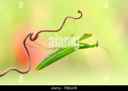 La prédation européenne (Mantis religiosa mantis), femme qui rôdent sur une plante, l'Allemagne, Bade-Wurtemberg, Kaiserstuhl Banque D'Images