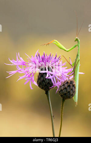 La prédation européenne (Mantis religiosa mantis), qui rôdent sur une centaurée maculée, Allemagne, Bade-Wurtemberg, Kaiserstuhl Banque D'Images