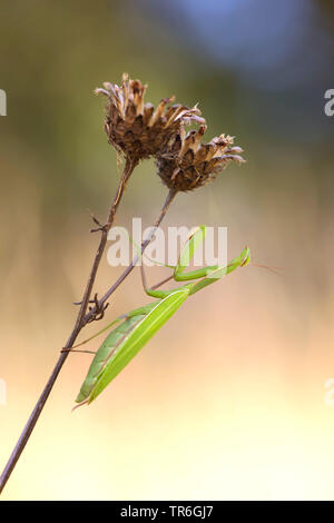 La prédation européenne (Mantis religiosa mantis), qui rôdent sur une centaurée flétri, Allemagne, Bade-Wurtemberg, Kaiserstuhl Banque D'Images