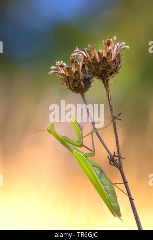 La prédation européenne (Mantis religiosa mantis), qui rôdent sur une centaurée flétri, Allemagne, Bade-Wurtemberg, Kaiserstuhl Banque D'Images