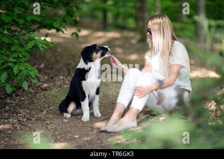 Berger Australien (Canis lupus f. familiaris), mettent bas avec une jeune femme sur un chemin forestier, Allemagne Banque D'Images