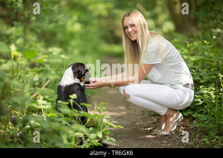 Berger Australien (Canis lupus f. familiaris), mettent bas avec une jeune femme sur un chemin forestier, Allemagne Banque D'Images