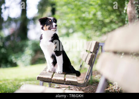 Berger Australien (Canis lupus f. familiaris), dragonnet assis sur un banc avec empressement, Allemagne Banque D'Images