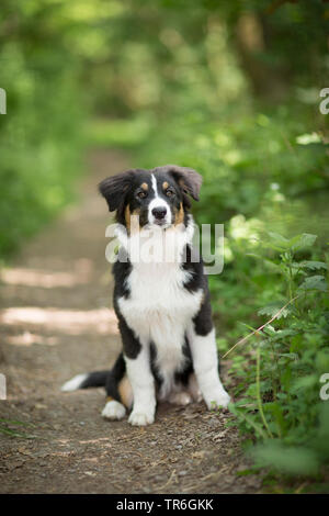 Berger Australien (Canis lupus f. familiaris), dragonnet assis sur un chemin forestier, Allemagne Banque D'Images