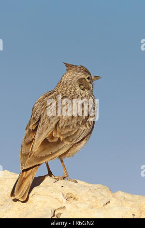 Thekla lark (Galerida malabarica Galerida theklae,), assis sur un rocher, avec des mesures à la tête, le Maroc, Tamri Banque D'Images