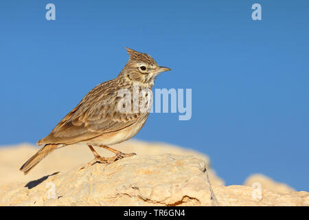 Thekla lark (Galerida malabarica Galerida theklae,), assis sur un rocher, le Maroc, Tamri Banque D'Images