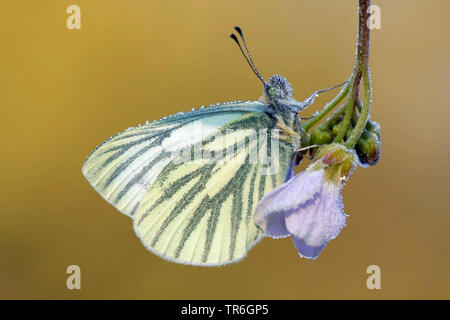 Blanc veiné de vert, blanc veiné vert (Pieris napi, Artogeia napi, Pieris, napae), assis avec drew gouttes à la cardamine des prés, l'Allemagne, en Rhénanie du Nord-Westphalie, région du Bergisches Land Banque D'Images