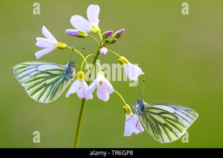 Blanc veiné de vert, blanc veiné vert (Pieris napi, Artogeia napi, Pieris, napae), deux blancs veiné vert assis à une cardamine des prés, l'Allemagne, en Rhénanie du Nord-Westphalie, région du Bergisches Land Banque D'Images
