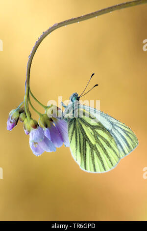 Blanc veiné de vert, blanc veiné vert (Pieris napi, Artogeia napi, Pieris, napae), assis à un coucou fleur, l'Allemagne, en Rhénanie du Nord-Westphalie, région du Bergisches Land Banque D'Images