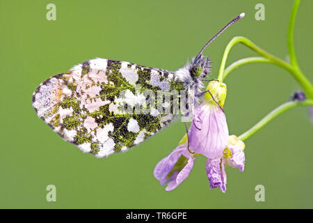 Orange-tip (Anthocharis cardamines), femme assise à un coucou fleur fleur, l'Allemagne, en Rhénanie du Nord-Westphalie, région du Bergisches Land Banque D'Images