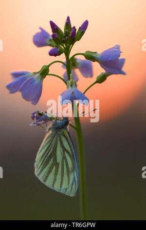 Blanc veiné de vert, blanc veiné vert (Pieris napi, Artogeia napi, Pieris, napae), assis à une fleur de coucou au coucher du soleil, de l'Allemagne, en Rhénanie du Nord-Westphalie, région du Bergisches Land Banque D'Images