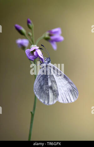 Blanc veiné de vert, blanc veiné vert (Pieris napi, Artogeia napi, Pieris, napae), assis à un coucou fleur, l'Allemagne, en Rhénanie du Nord-Westphalie, région du Bergisches Land Banque D'Images