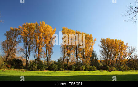 Le tremble, le peuplier (Populus spec.), réserve naturelle Urdenbacher Kaempe, Allemagne, Berlin, Düsseldorf Banque D'Images