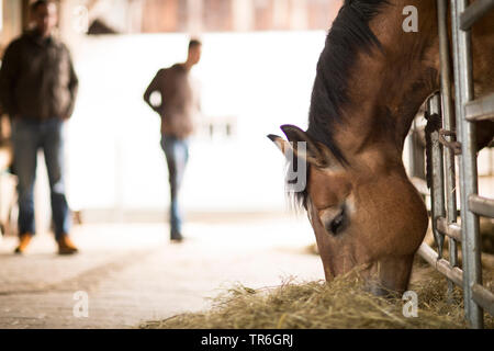 Cheval domestique (Equus caballus przewalskii. f), manger du foin dans l'écurie, Allemagne Banque D'Images