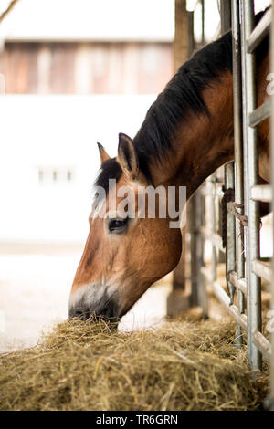 Cheval domestique (Equus caballus przewalskii. f), manger du foin dans l'écurie, Allemagne Banque D'Images