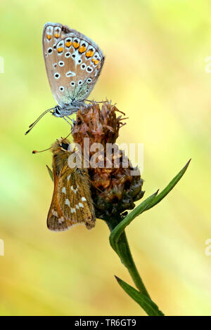 Blue (Polyommatus icarus commun), avec de l'argent-spotted skipper, Hesperia comma, sur une centaurée maculée, Allemagne, Rhénanie du Nord-Westphalie, région du Bergisches Land Banque D'Images