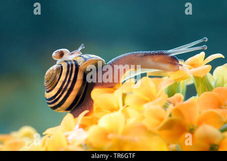 Gardensnail à lèvres blanc, blanc-lipped escargot, escargot, plus petit escargot Cepaea hortensis (bandes), avec de jeunes sur la coquille d'escargot, l'Allemagne, en Rhénanie du Nord-Westphalie, région du Bergisches Land Banque D'Images