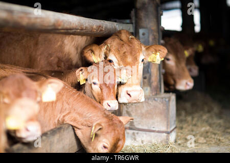 Les bovins domestiques (Bos primigenius f. taurus), les vaches en stable, Allemagne Banque D'Images