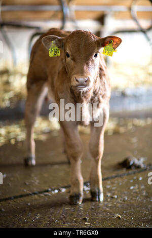 Les bovins domestiques (Bos primigenius f. taurus), l'Allemagne, stable en veau Banque D'Images