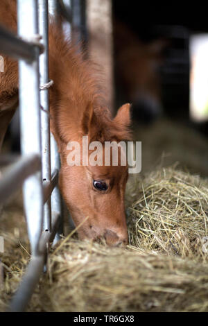 Cheval domestique (Equus caballus przewalskii. f), poulain dans l'fort de manger du foin, de l'Allemagne Banque D'Images