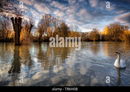 Mute swan (Cygnus olor), inondé les prairies du Rhin avec cloud réflexions , l'Allemagne, en Rhénanie du Nord-Westphalie, Porz am Rhein Banque D'Images