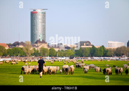 Le mouton domestique (Ovis ammon f. bélier), troupeau de shep en prairies du Rhin, Ergo tour en arrière-plan, l'Allemagne, en Rhénanie du Nord-Westphalie, Duesseldorf Banque D'Images