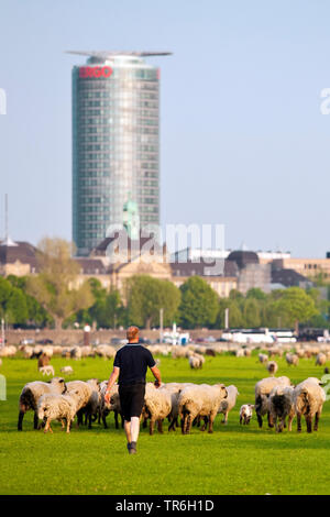 Le mouton domestique (Ovis ammon f. bélier), troupeau de shep en prairies du Rhin, Ergo tour en arrière-plan, l'Allemagne, en Rhénanie du Nord-Westphalie, Duesseldorf Banque D'Images