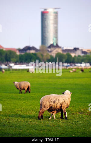 Le mouton domestique (Ovis ammon f. bélier), troupeau de shep en prairies du Rhin, Ergo tour en arrière-plan, l'Allemagne, en Rhénanie du Nord-Westphalie, Duesseldorf Banque D'Images