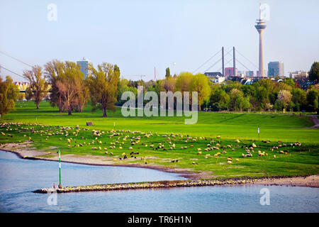 Le mouton domestique (Ovis ammon f. bélier), troupeau de moutons sur les prairies du Rhin, Rhin tour en arrière-plan, l'Allemagne, en Rhénanie du Nord-Westphalie, Niederkassel, Duesseldorf Banque D'Images