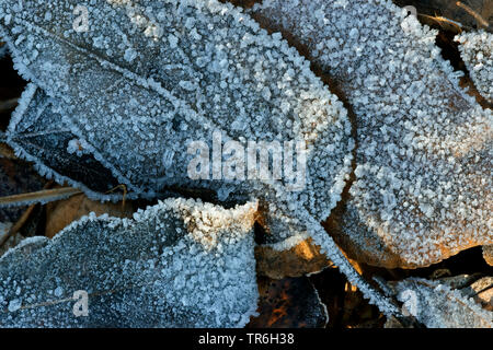 Les feuilles sur le sol gelé, en Allemagne, en Rhénanie du Nord-Westphalie, région du Bergisches Land Banque D'Images