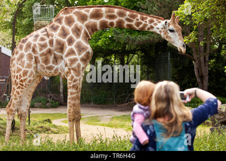 Girafe angolaise, fumée Girafe (Giraffa camelopardalis angolensis), la mère et sa fille sur le bras en prenant les photos d'une girafe dans un zoo, Allemagne, Rhénanie du Nord-Westphalie Banque D'Images