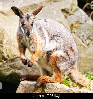 Yellow-footed rock wallaby (Petrogale xanthopus), assis sur un rocher Banque D'Images