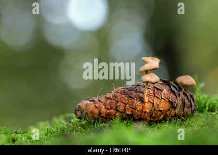 Sprucecone (Strobilurus esculentus), funghus sur un cône de l'épinette, l'Allemagne, en Rhénanie du Nord-Westphalie, région du Bergisches Land Banque D'Images