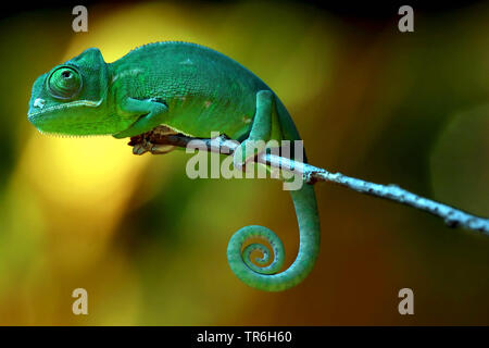 Caméléon du Yémen, à tête conique, Caméléon caméléon (Chamaeleo calyptratus voilée), jeune caméléon sur une branche Banque D'Images