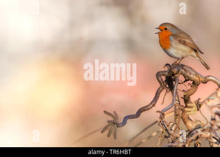 European robin (Erithacus rubecula aux abords), assis sur une onagre hazel bush, l'Allemagne, en Rhénanie du Nord-Westphalie, région du Bergisches Land Banque D'Images