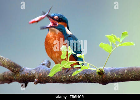 River Kingfisher (Alcedo atthis), jeune homme de lancer un poisson pêché, l'Allemagne, en Rhénanie du Nord-Westphalie, région du Bergisches Land Banque D'Images