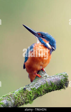 River Kingfisher (Alcedo atthis), jeune homme assis sur la branche moussue et regardant vers le haut, l'Allemagne, en Rhénanie du Nord-Westphalie, région du Bergisches Land Banque D'Images