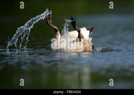 Bernache du Canada (Branta canadensis), avec la tête dans l'eau, de canards, de l'Allemagne, en Rhénanie du Nord-Westphalie, région du Bergisches Land Banque D'Images