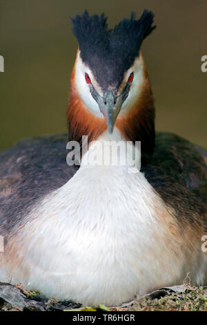 Grèbe huppé (Podiceps cristatus), assis sur son nid de natation, l'Allemagne, en Rhénanie du Nord-Westphalie, région du Bergisches Land Banque D'Images