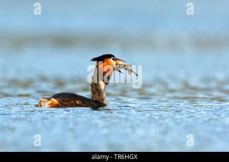 Grèbe huppé (Podiceps cristatus), la natation avec une proie pike dans le projet de loi, l'Allemagne, en Rhénanie du Nord-Westphalie, région du Bergisches Land Banque D'Images