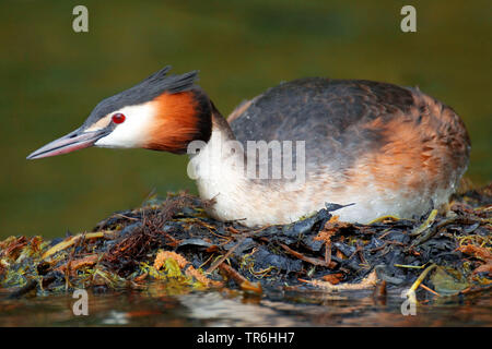 Grèbe huppé (Podiceps cristatus), assis sur son nid de natation, l'Allemagne, en Rhénanie du Nord-Westphalie, région du Bergisches Land Banque D'Images