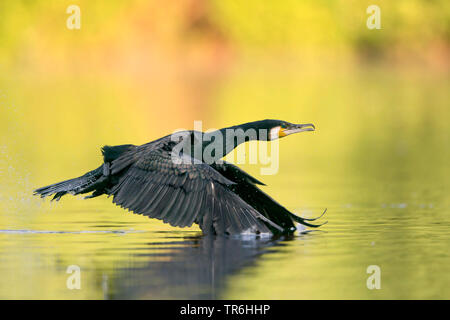 Grand Cormoran (Phalacrocorax carbo), à partir de l'eau en automne, Allemagne, Rhénanie du Nord-Westphalie Banque D'Images