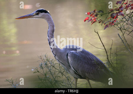 Héron cendré (Ardea cinerea), debout sur le bord de l'eau, l'Allemagne, en Rhénanie du Nord-Westphalie, région du Bergisches Land Banque D'Images